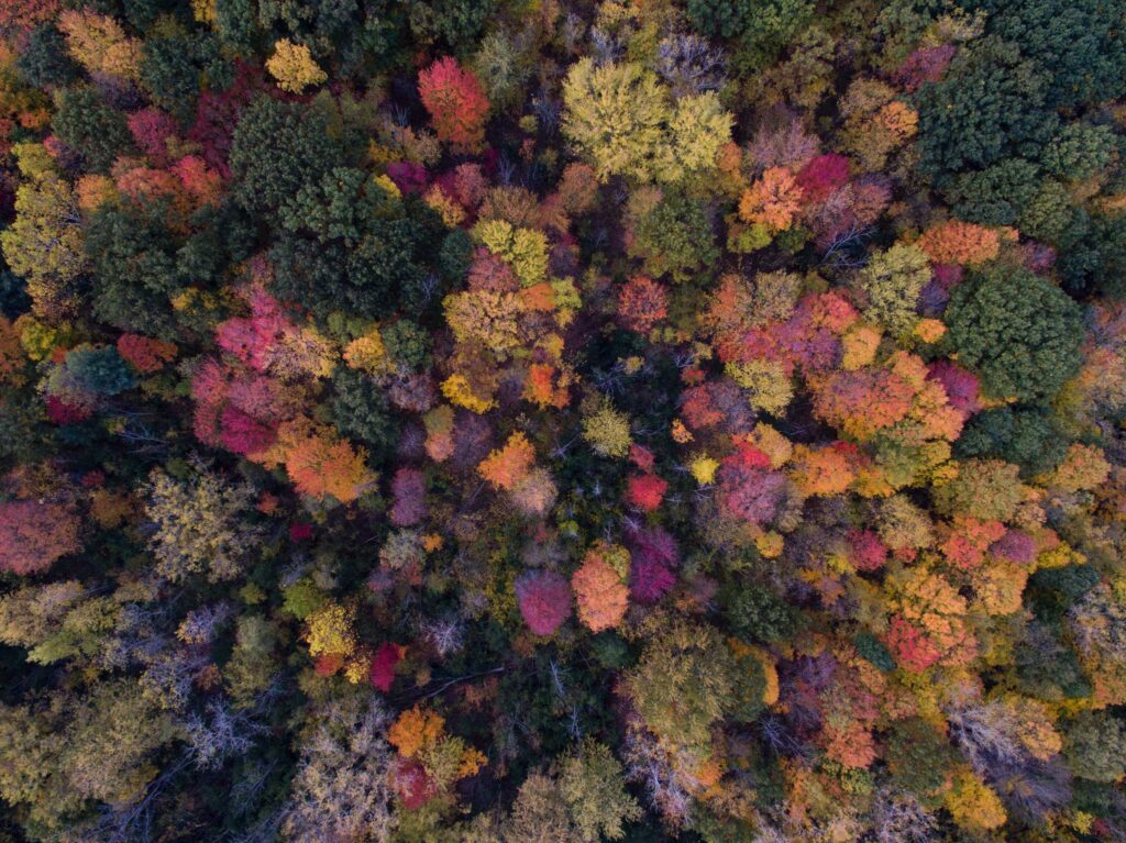 bird’s eye view photo of green leafed trees