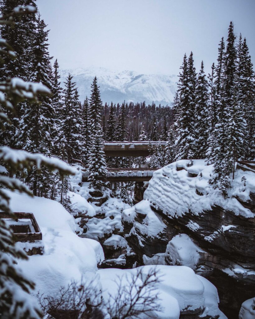 snow covered pine trees during daytime