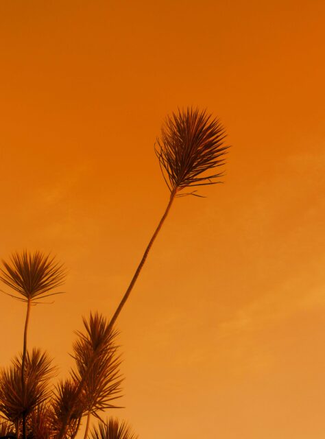 brown tree under blue sky during daytime