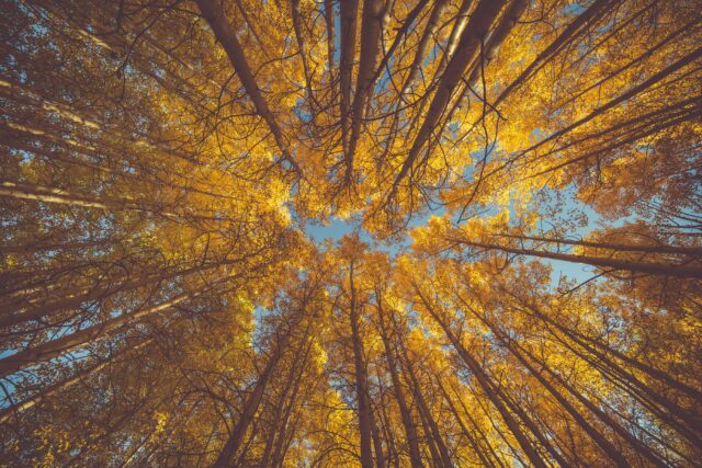 worm’s eye view of yellow leafed trees