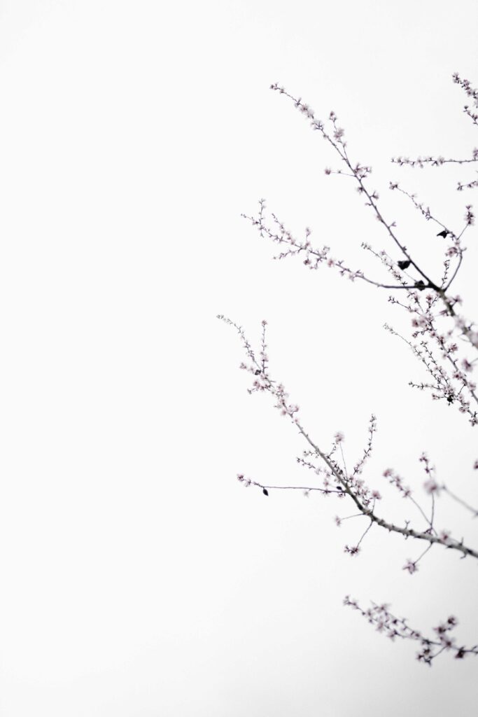 pink flowering tree isolated with white background