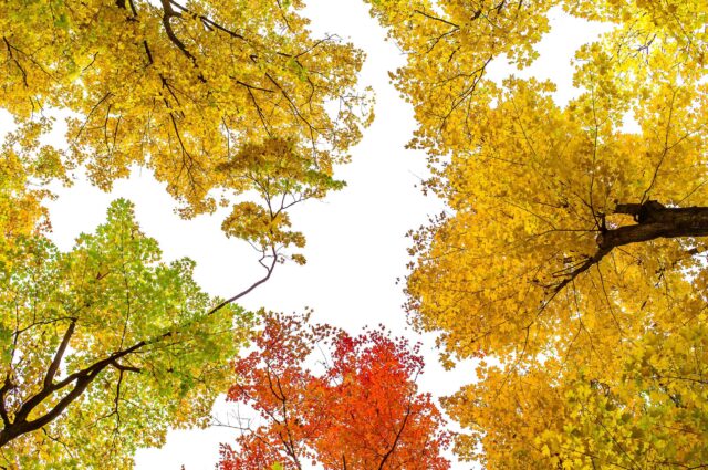 worm’s eye view photography of trees