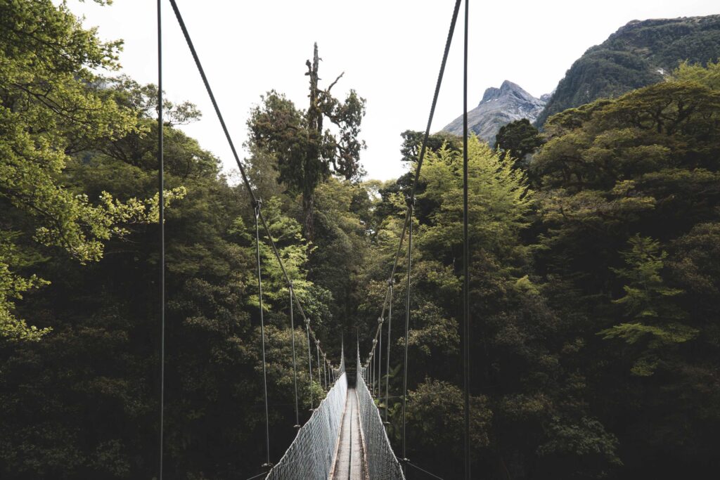 white hanging bridge over green trees during daytime