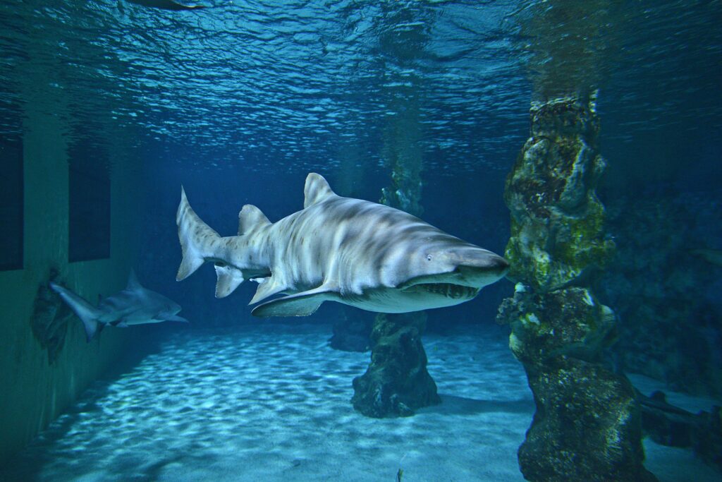 gray shark underwater