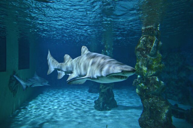 gray shark underwater