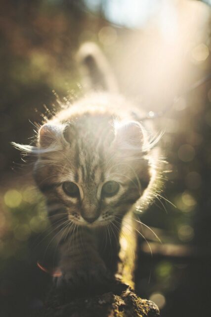 brown cat walking on tree branch