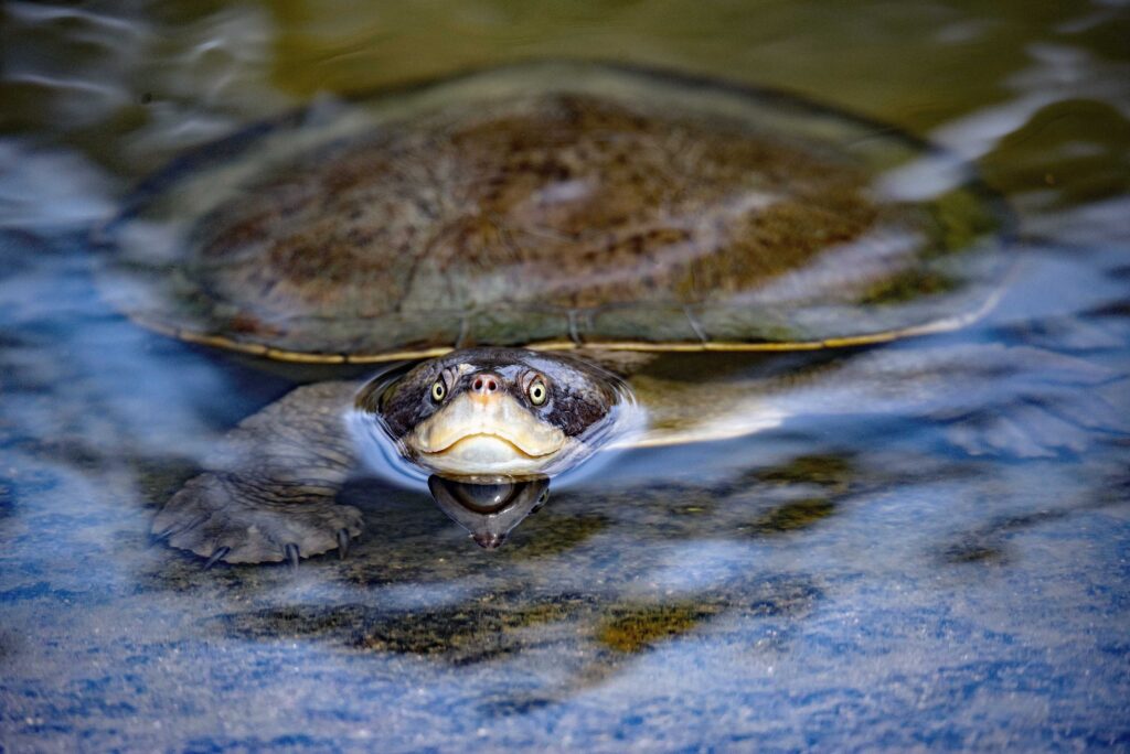 brown and black turtle on water