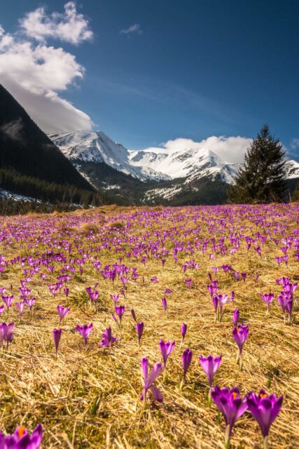 purple flower field near green pine tree forest