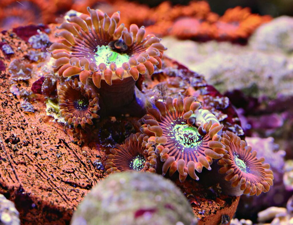 orange anemone underwater