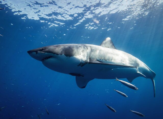 white and black shark underwater