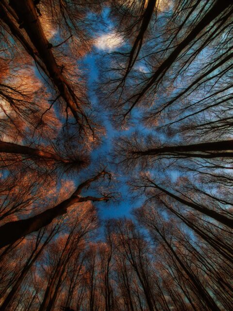 low angle photography of brown leaf trees