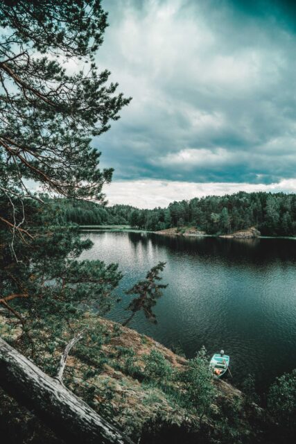 green-trees near body of water