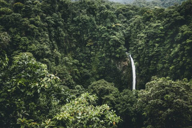 waterfalls surround by trees