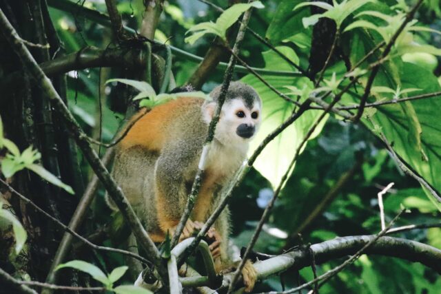 brown and white monkey on tree