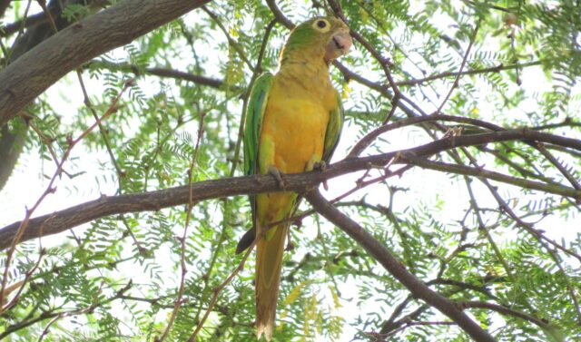 green and yellow bird on brown tree branch during daytime