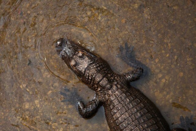 crocodile on body of water