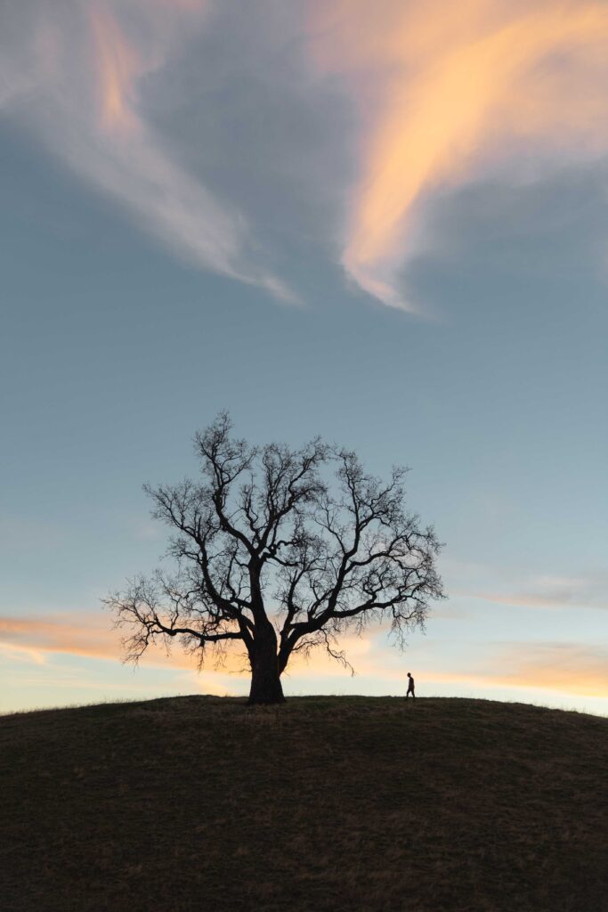 leafless tree on green grass field under blue sky during daytime