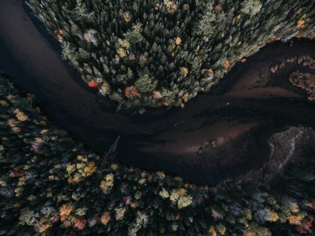 aerial photography of tree and body of water