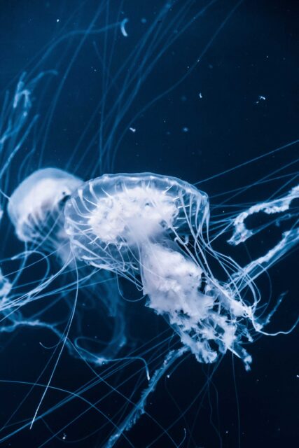 jellyfishes underwater