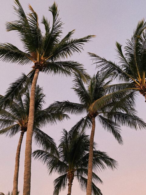 green coconut palm trees