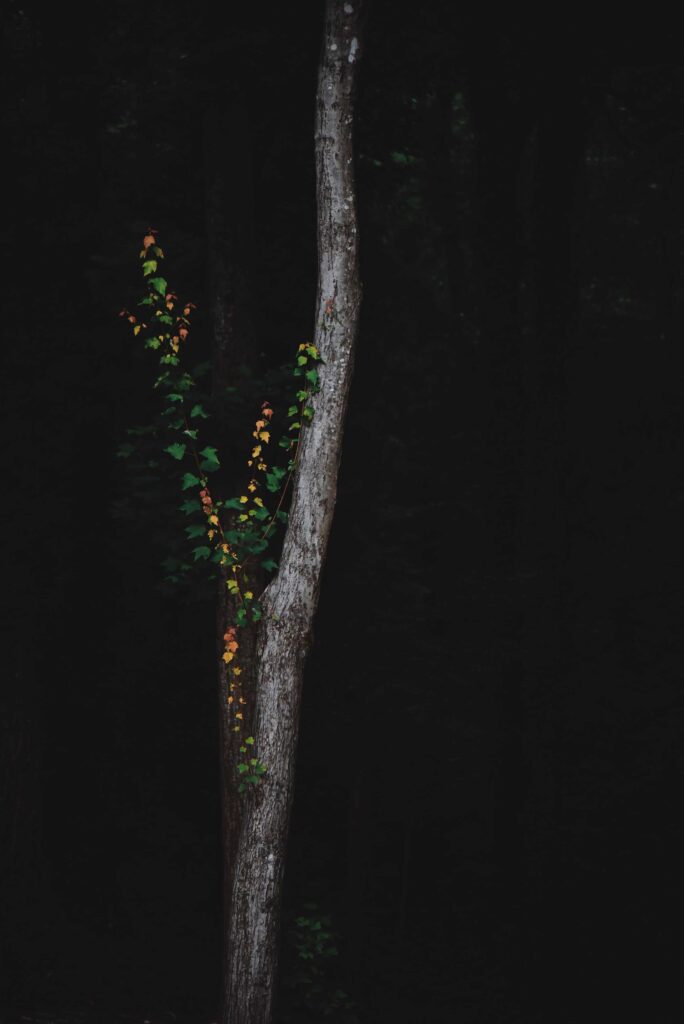 silhouette of green tree