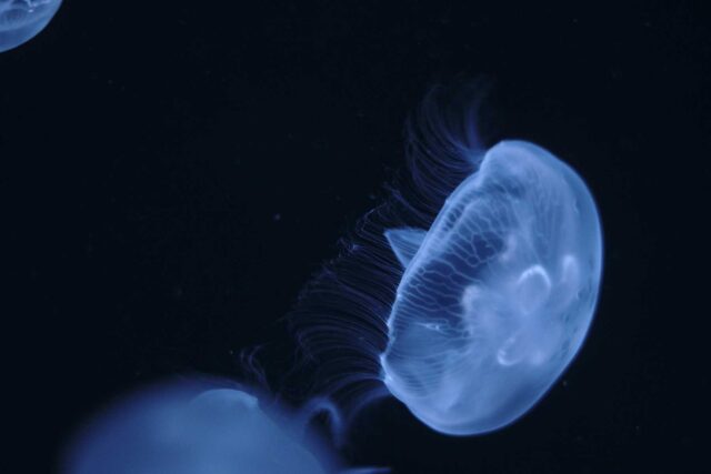 blue jellyfish underwater photography