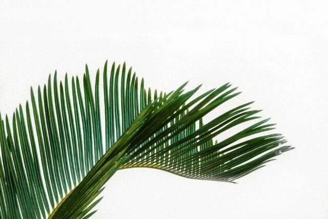 green coconut tree leaf at daytime