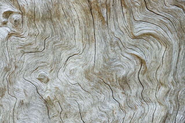 tree trunk surface