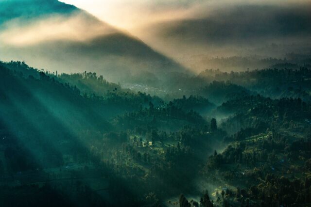 mountain covered by trees