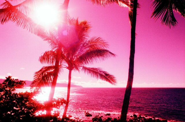 palm trees near seashore view