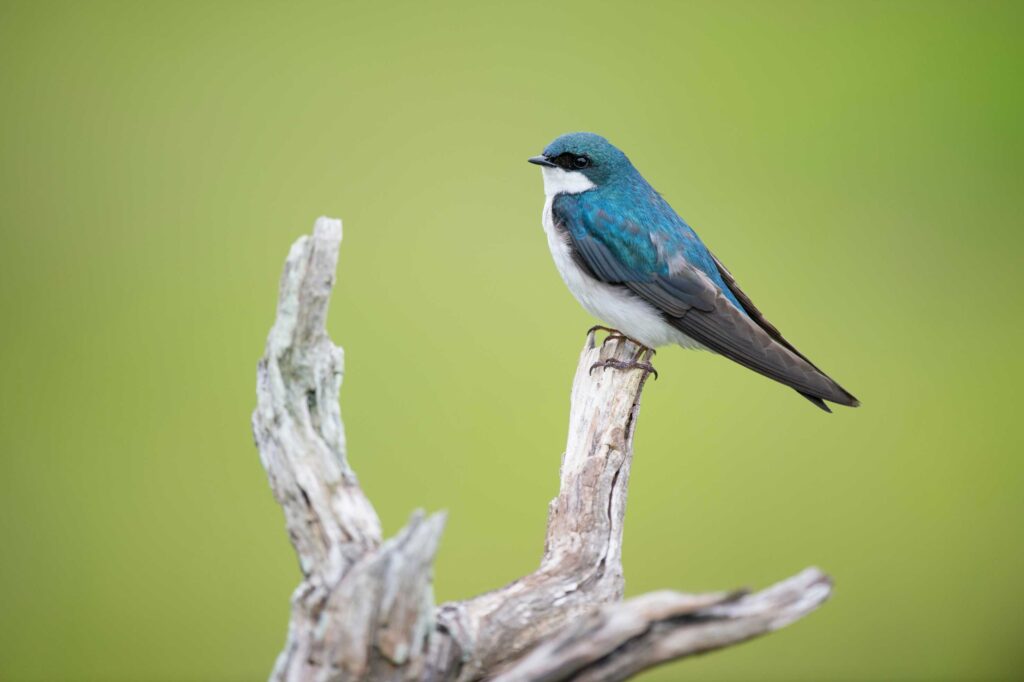 blue and white bird on tree branch