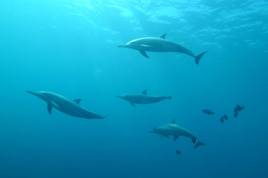 school of grey dolphins underwater