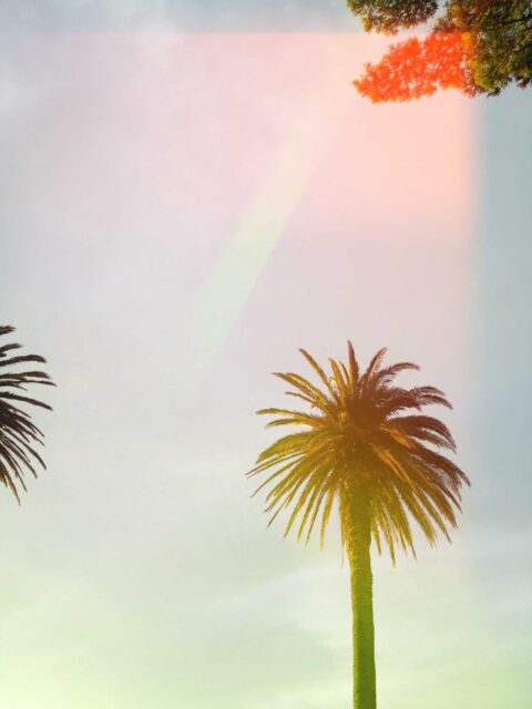 green palm tree under cloudy sky