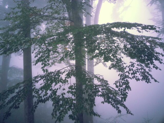 trees surrounded with fog