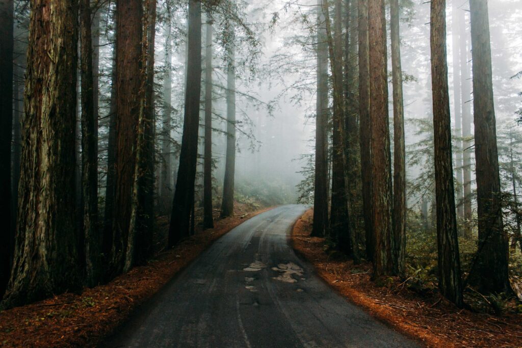 landscape photography of empty winding road surrounded by trees