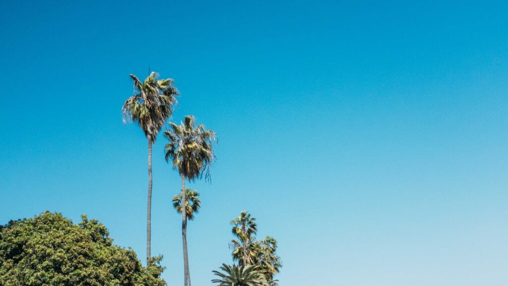 green palm trees under clear blue sky