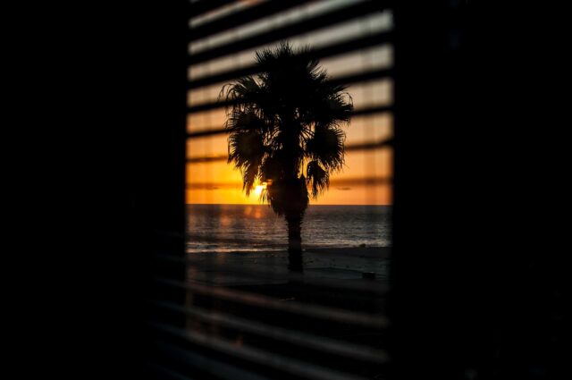 window with the view of silhouette of palm tree during orange sunset