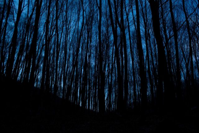 silhouette photo of forest trees