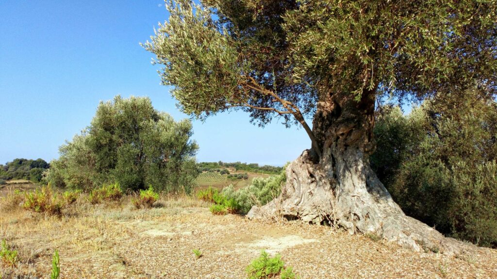 green trees on brown soil during daytime