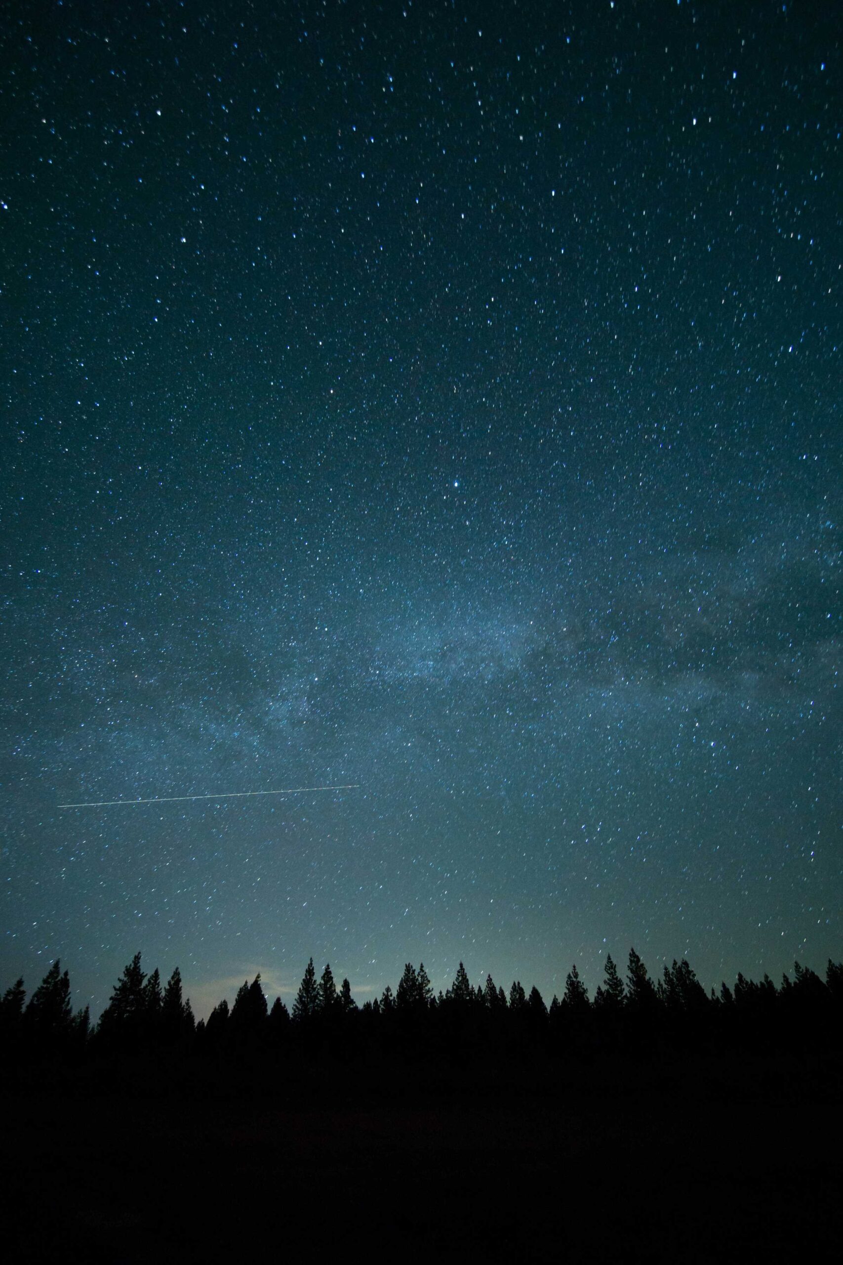 trees under blue sky and stars during nighttime photo