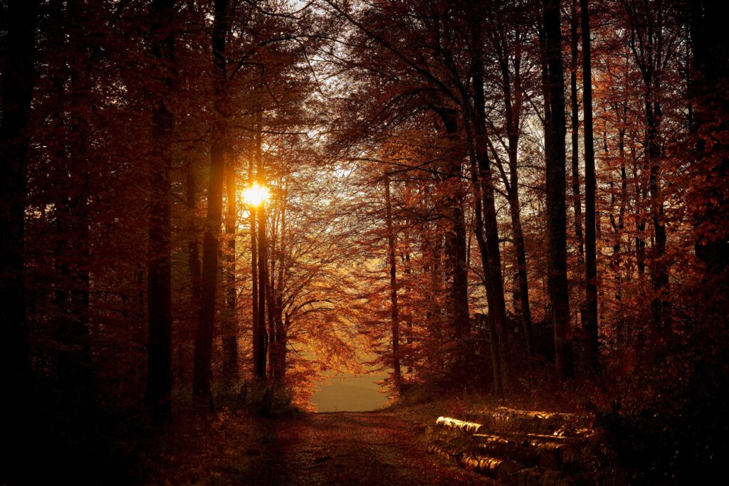 brown trees on snow covered ground during sunset