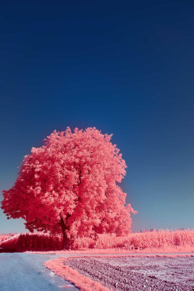 pink and white trees under blue sky during daytime